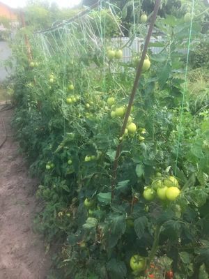 Выращивание лучших сортов томатов
