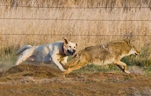 7 пород собак, которые смогут одолеть волка в схватке
