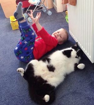 Детям с кошками весело: фото
