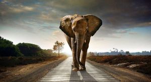В Индии слон напал на грузовик, грубо «подрезавший» его на шоссе