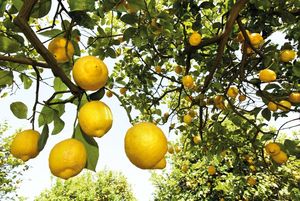 ТОП-5 неожиданных фактов о лимонах, которые вас удивят