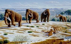 Для борьбы с глобальным потеплением ученые решили заселить Сибирь клонами мамонтов
