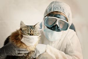 Операция «чистые лапки»: ученые проверили, могут ли кошки и собаки разносить ковид