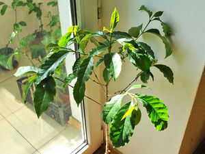 Тропическая красавица – кофейное дерево