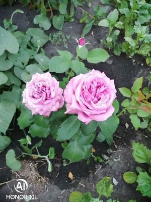 Помогаем розе укрыться от морозов. Опыт черенкования розы.