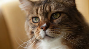 Что нужно знать, прежде чем завести кошку породы мейн-кун: характеристика, описание и уход