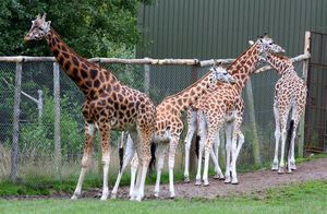 Удивительный факт о самом высоком животном: жирафы живут в матриархате