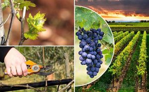 Чем подкормить виноград осенью перед обрезкой и укрытием