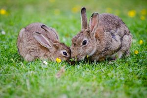 Искусственное осеменение кроликов: секреты увеличения поголовья