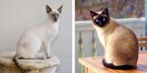 Тайские кошки: Их белая шерсть необратимо чернеет от холода. Специальные кошки буддийских монахов