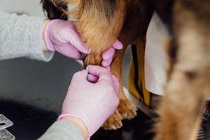 Особенности обращения в ветеринарную клинику и вакцинация животных