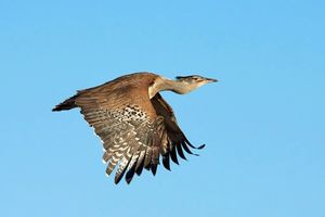 Дрофа кори: Самая тяжёлая птица, способная летать. Брутальный воин раскалённых саванн
