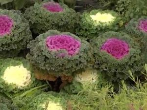 Декоративная капуста - цветущий огород до морозов. Объясняю, как вырастить полезный королевский овощ