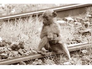 Как обезьяна работала на железной дороге за еду и выпивку