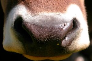 Почему появлению вакцинации мы обязаны коровам? Реальные факты