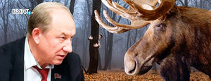 Хинштейн: «Жертвой Рашкина стал не только лось» 