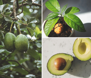 Как вырастить авокадо в домашних условиях