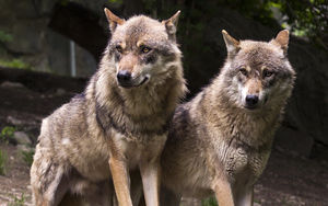 «Придёт серенький волчок» или невероятные факты о серых волках