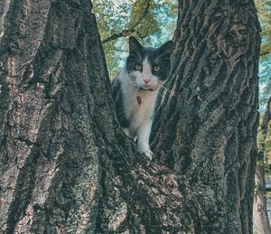Почему кошки не умеют спускаться с деревьев