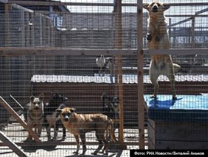 Депутат Госдумы назвал муниципальные приюты концлагерями для животных