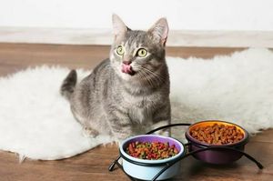 Почему кошка оставляет еду в миске и не доедает её потом