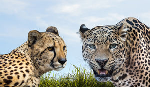 Почему гепарда можно приручить, а леопард никогда не будет подчиняться человеку