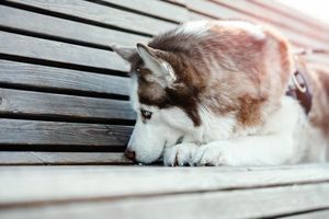 Что делать, если пропала собака: 10 важных рекомендаций