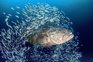Гуаса: Хищный «камень» Атлантики. Мощная рыба размером с корову ест акул и устраивает засады дайверам