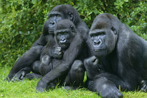 10 фактов об умственных способностях горилл, которые могут удивить