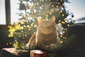 Девушка нашла необычный способ защитить новогоднюю ёлку от любопытных котов