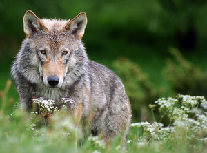 Какие виды семейства Волчьи встречаются на территории России?