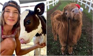 20+ кадров с коровами, которые доказывают, что они - милейшие создания