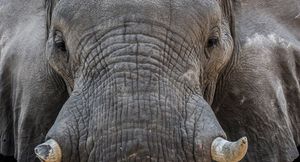 В Африке слон напал на внедорожник и перевернул его, как игрушку
