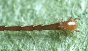 Макрохелес Реттенмейера: Клещ, который заменяет муравью часть ноги. Поразительные взаимоотношения насекомых