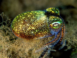Южный осьминог-пельмень: С начинкой из светящихся бактерий! Невероятно красивые осьминоги из Австралии