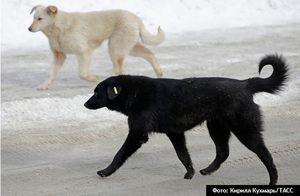 Астраханская дума предложила законодательно разрешить усыплять агрессивных собак