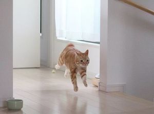 Почему кот носится по квартире после посещения лотка