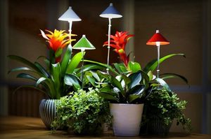 Им практически не нужен свет! 6 растений которые хорошо чувствуют себя в тёмных углах квартиры