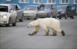 Euronews: Медведи в России не только ходят по улицам, но и живут в домах и выглядывают из окон!