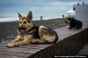 В Госдуме предложили поправки о наказании за нападения безнадзорных животных