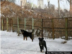 Бродячие собаки загрызли 35-летнюю женщину среди гаражей в Переславле-Залесском