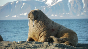 Топ-10 фактов о моржах