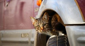 Как отвадить котов от ночевки под вашим авто