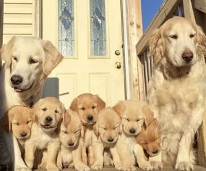 10 милых фото собак с их маленькими щенятами