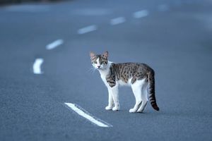 7 причин, почему кошки уходят из дома