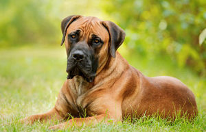 Бурбуль: порода собаки, которая запрещена для содержания в 14 государствах