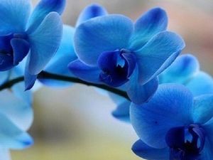Голубые и синие орхидеи: красота от природы или вмешательство человека