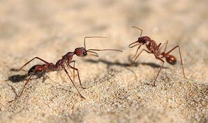 Топ-25: Впечатляющие причины, делающие муравьёв удивительными существами