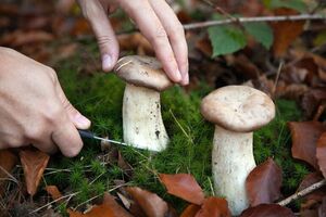 Какие грибы можно есть сырыми