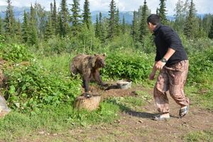 Чем может обернуться медвежье любопытство, и как победить обморок (информация для автопутешественников)